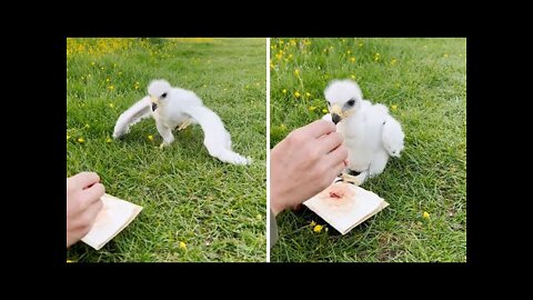 Eagle chick takes their very first steps