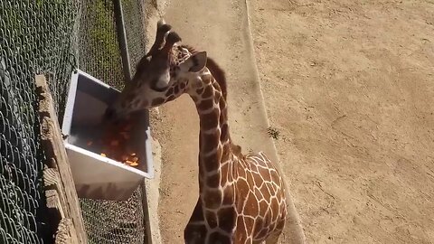 Oakland Zoo Giraffe Celebrates His Fourth Birthday