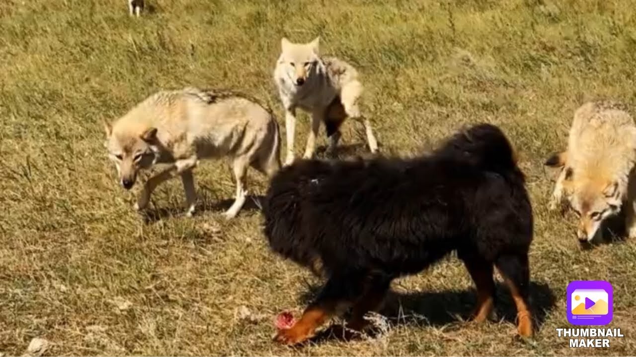 Tibetan Mastiff Vs Wolf Feeding Tibetan Mastiff And Wolves