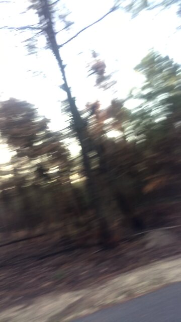 Controlled Burns near Landbridge