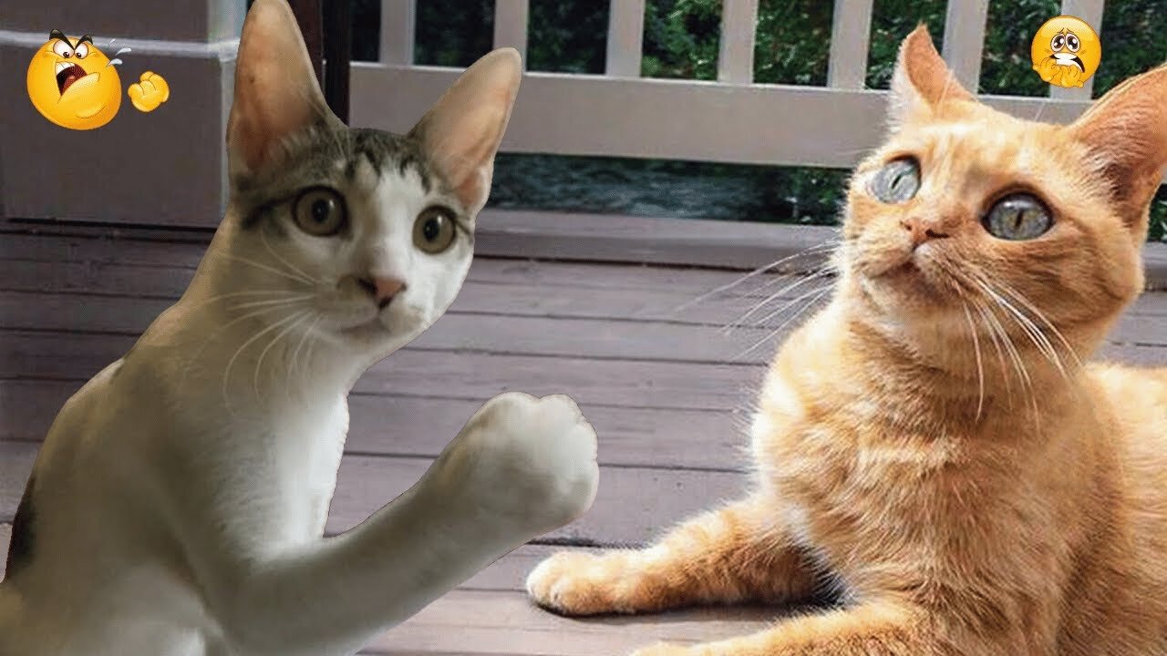 Best Funny Animal Videos of 2024 – Dogs & Cats That Will Make You Laugh!😹🐶#cat #dog #animals