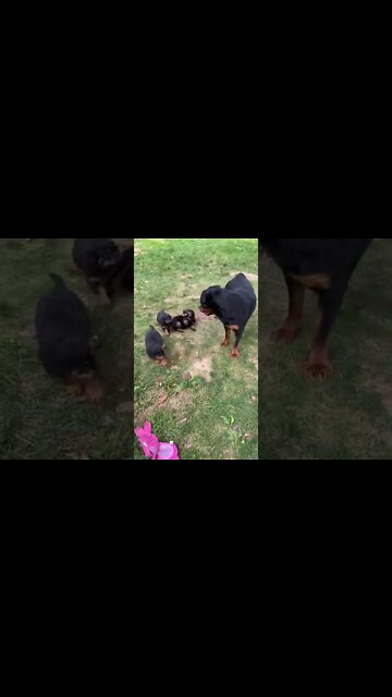 Rottie Mum Meets Puppies For The First Time 🐶 #Shorts #rottweiler #dogs