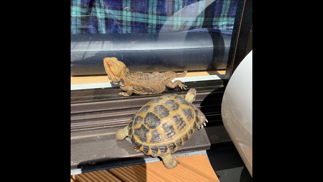 Turtle and bearded dragon chill together by the heater