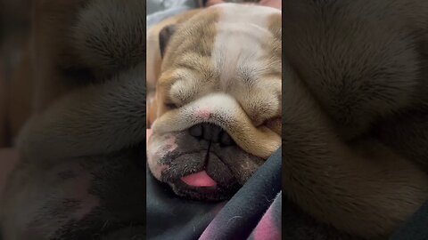 Sound Up 💤 #dogsofyoutube