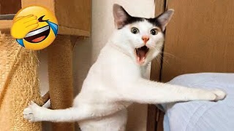New Funny Videos 2023 😍 Cutest Cats and Dogs