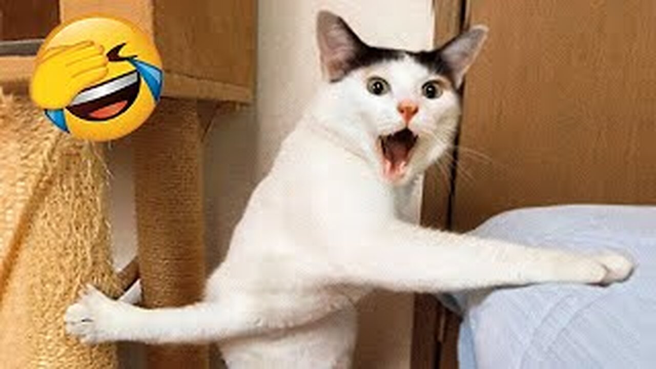 New Funny Videos 2023 😍 Cutest Cats and Dogs