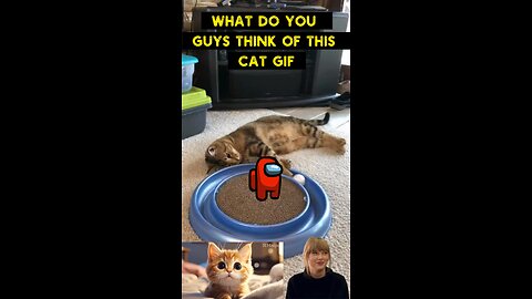 Cute Cat Gif
