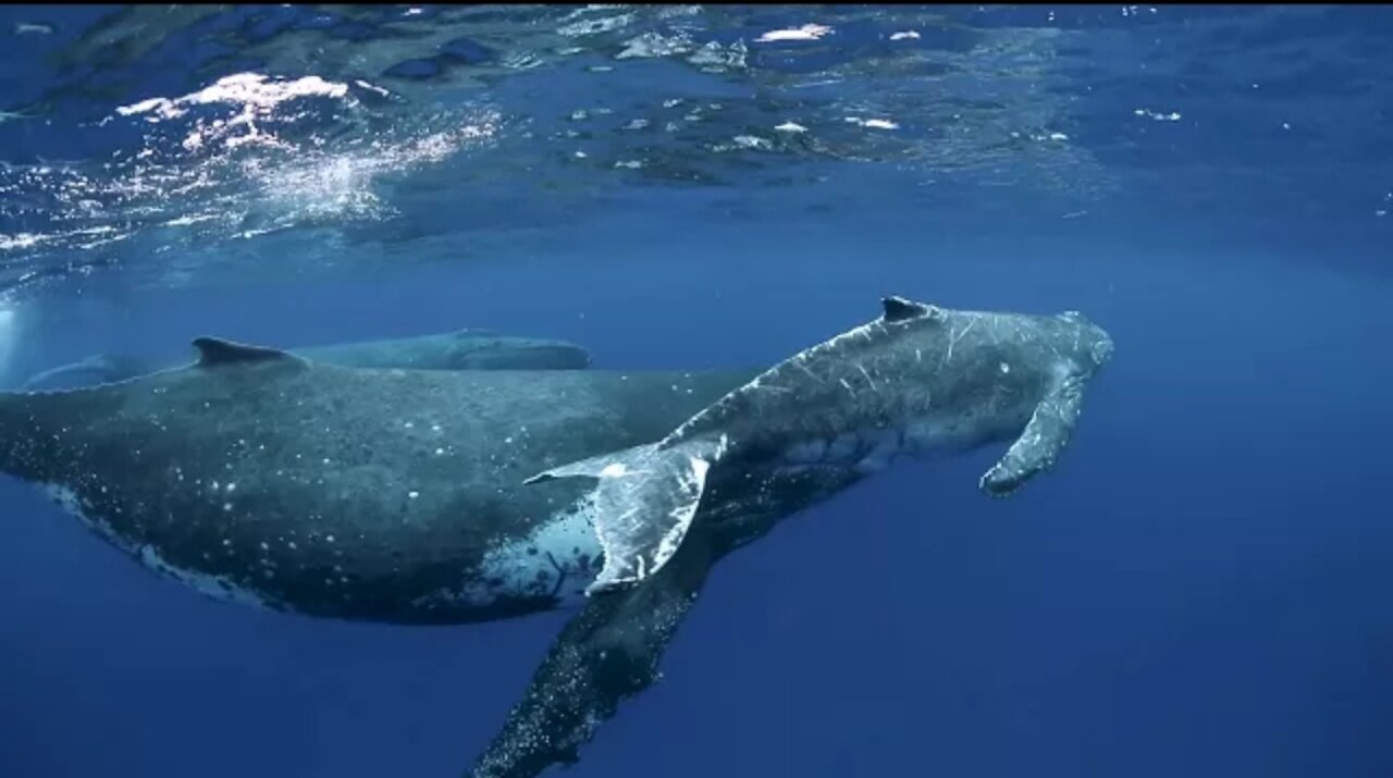 Humpback Whales Swimming in Tonga