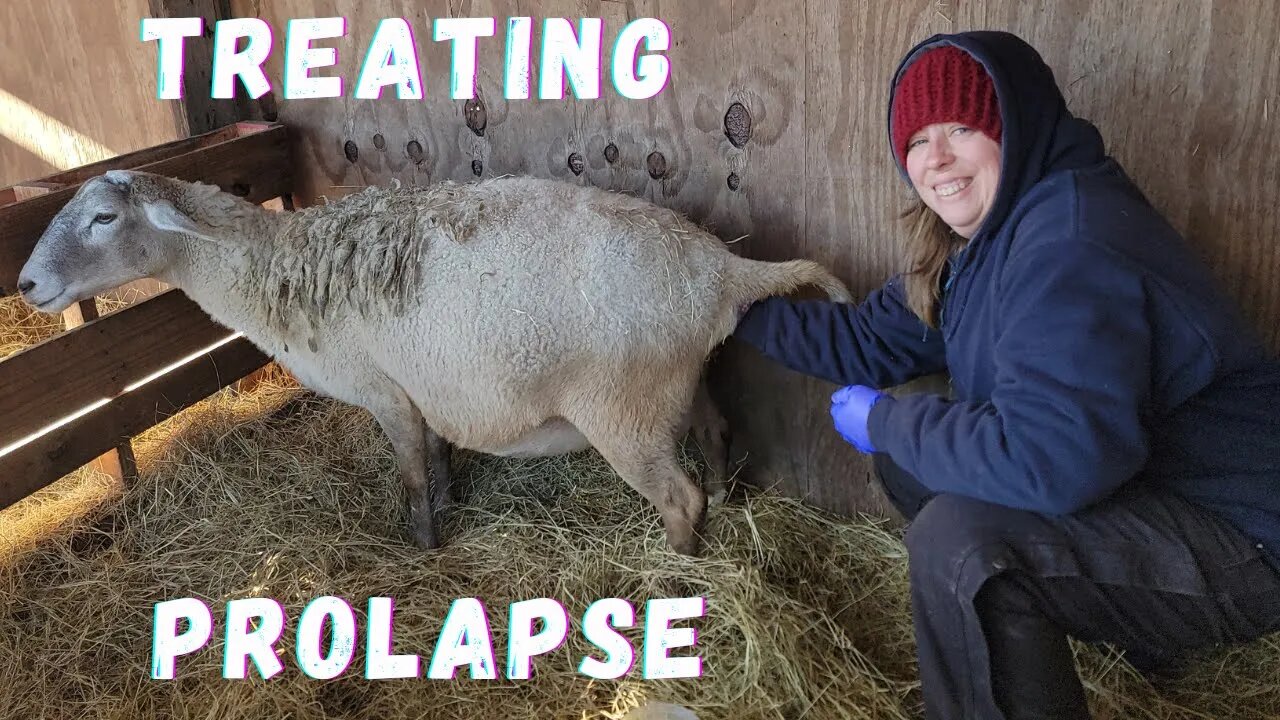 How To Treat Prolapse In Sheep | Easy Homemade Prolapse Harness