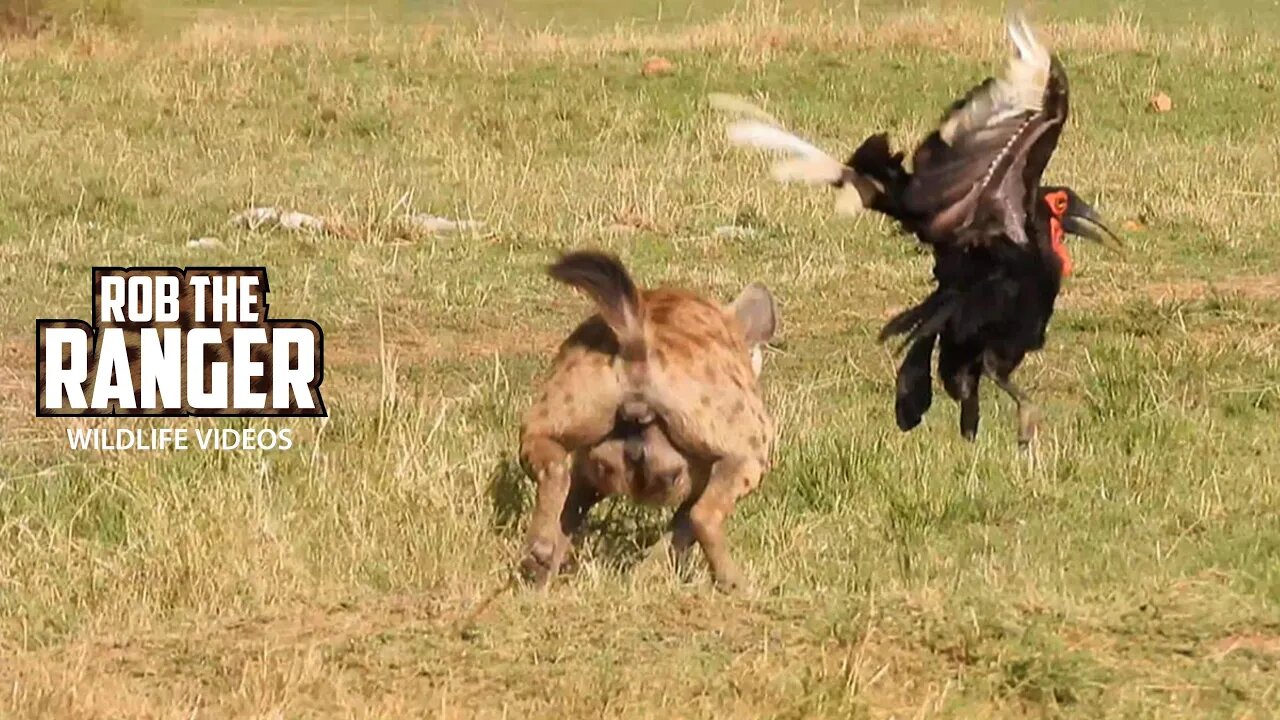 Ground Hornbills Visit A Hyena Den | Maasai Mara Safari | Zebra Plains