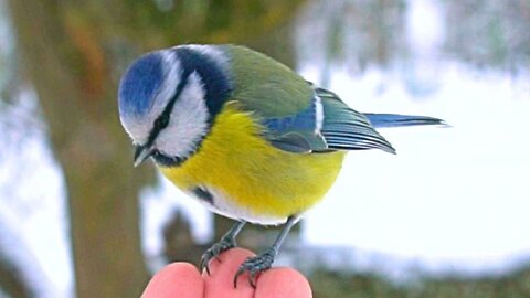 Very Lazy Tit Bird Winter Feeding. Some of Them Just Came to Say Hello