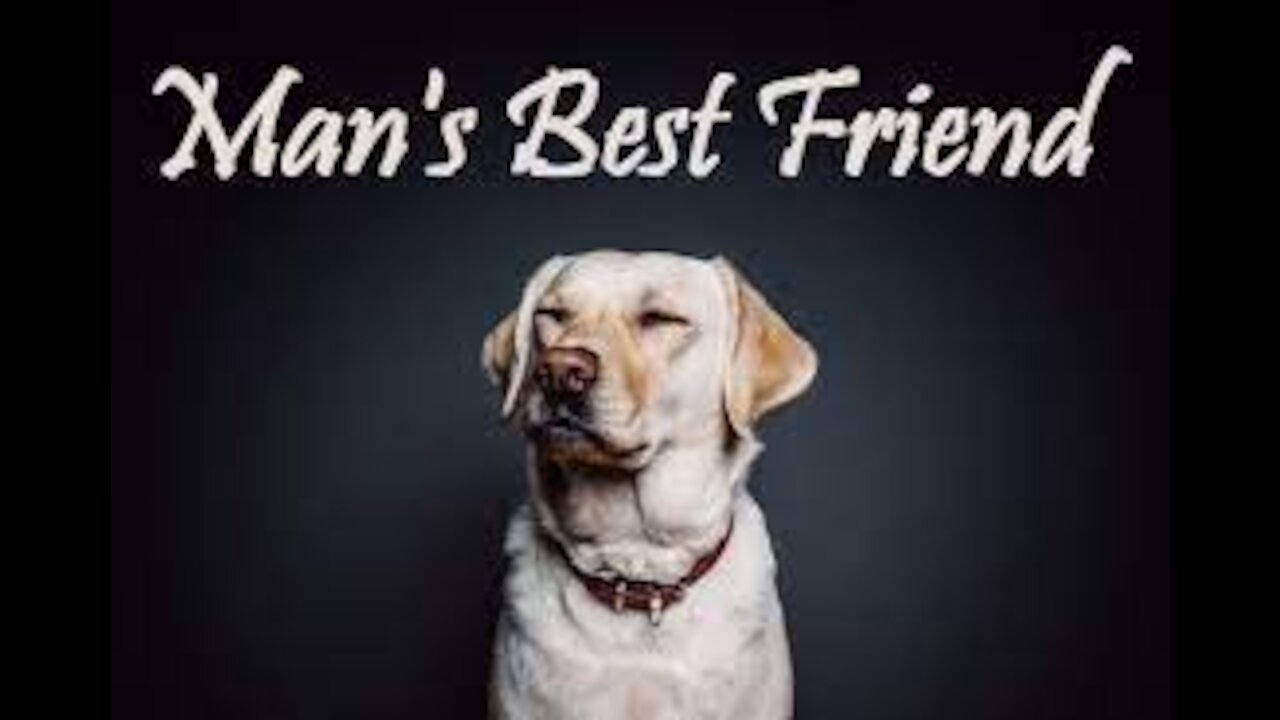 How Dogs (Eventually) Became Our Best Friends