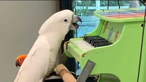 Talented cockatoo plays the piano