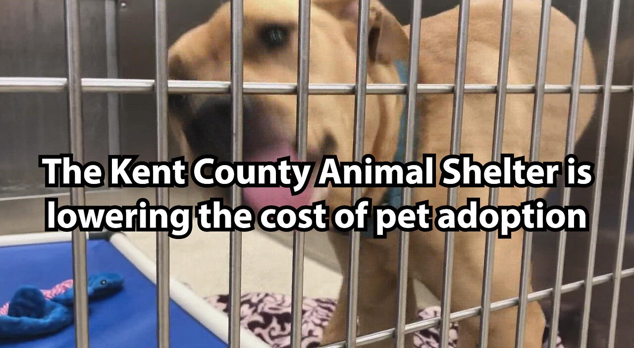 The Kent County Animal Shelter is lowering the cost of pet adoption