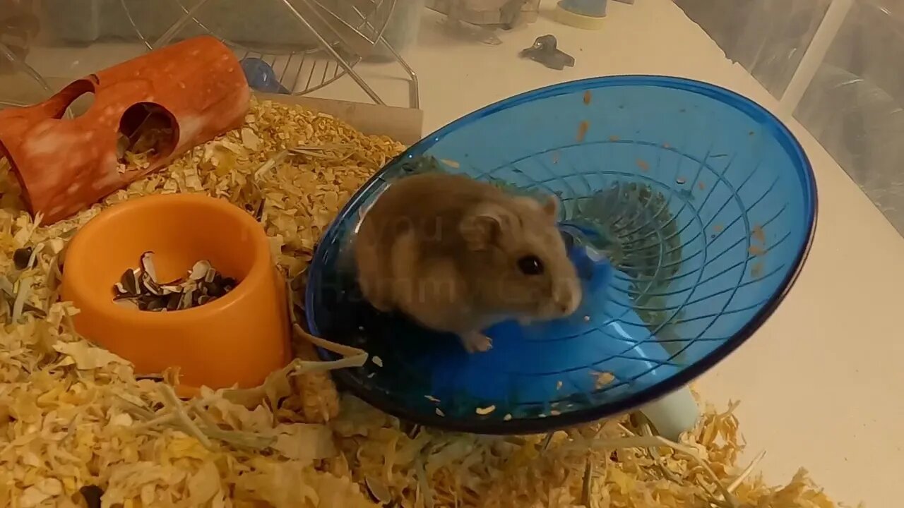 Hammy Cam - Learning the new wheel!