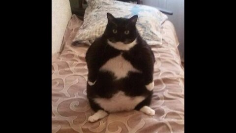 Funny fat cat running high speed