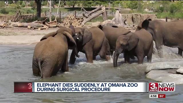 Henry Doorly Zoo elephant death