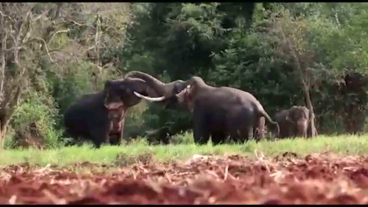 Srilankan Elephant fight