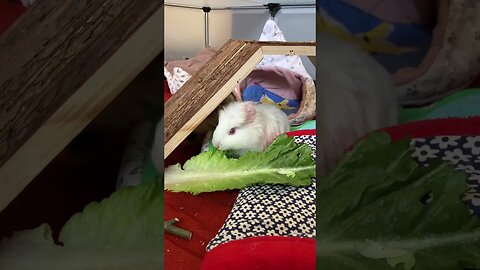 Cute Baby Guinea pig eating