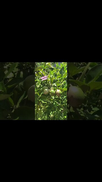 🥥LIME IN THE MEYER’S LIME TREE🥧