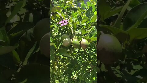 🥥LIME IN THE MEYER’S LIME TREE🥧
