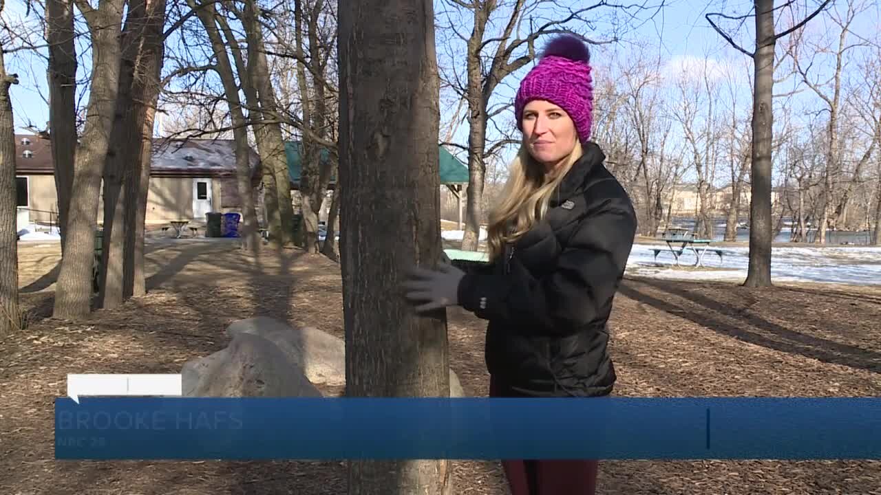 How big does a tree need to be to tap it for maple syrup?