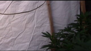 Using Blackout Tarps to Flower Cannabis