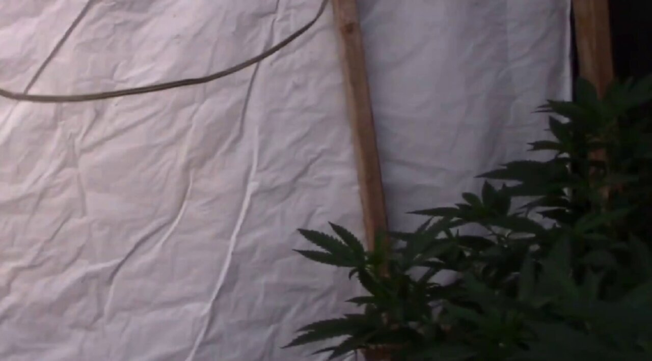 Using Blackout Tarps to Flower Cannabis