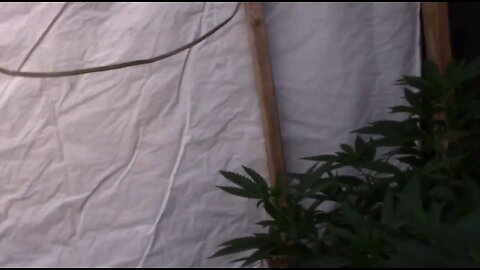 Using Blackout Tarps to Flower Cannabis