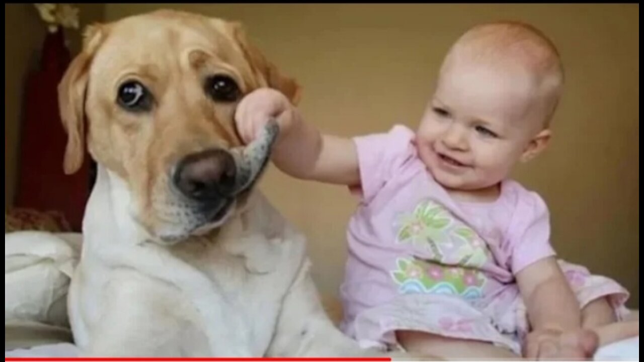 Funny Babies Laughing Hysterically at Dogs Compilation,funny dogs, funny babies dogs