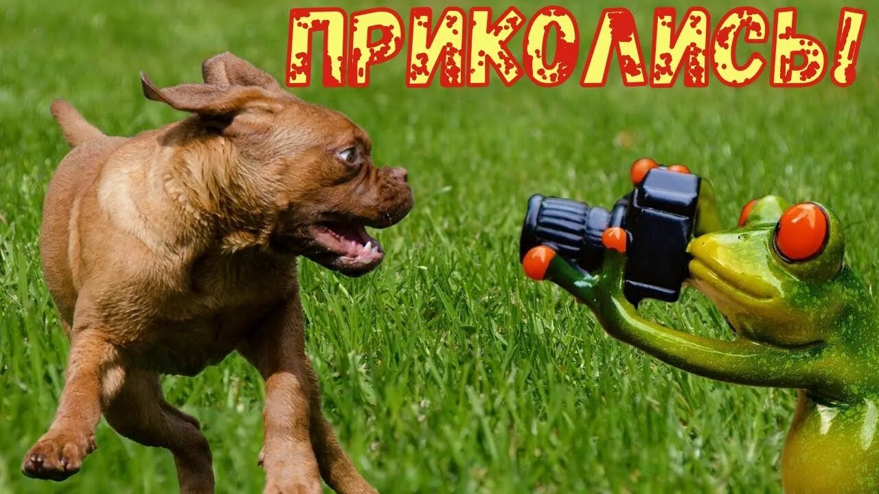 Смешные Собаки 5 (Funny Dogs)