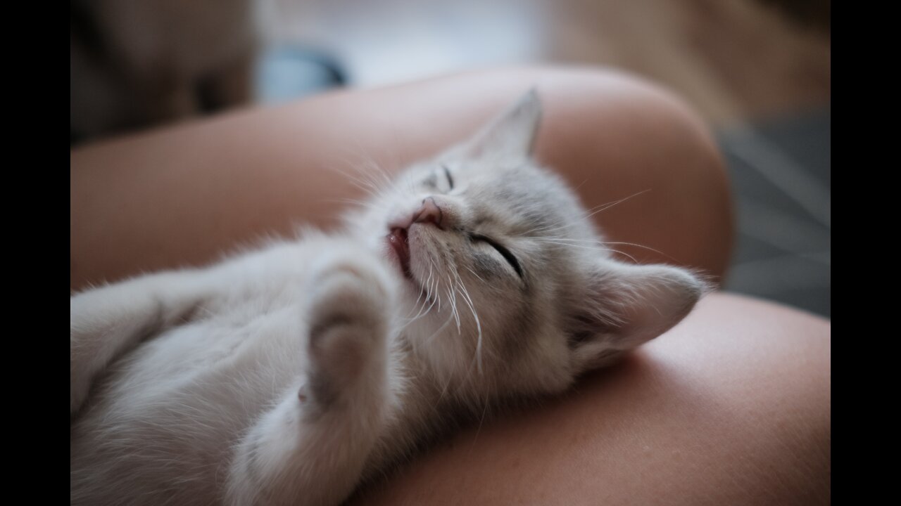 Cutie Cat Singing Ah Aaaaaa aa | So Much Fun | Cute Animal Videos