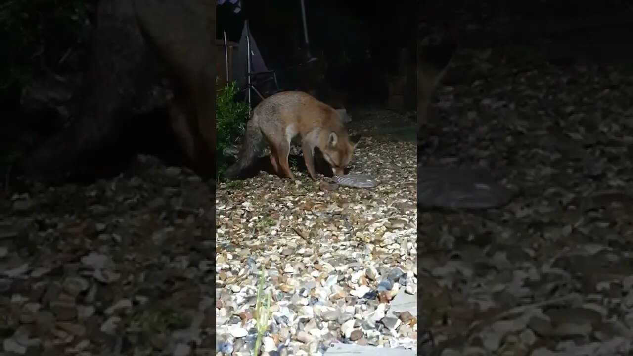 🦊Friendly urban #fox playing with a plastic dish