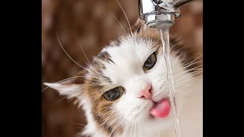 A pussy cat drinking beater from the tap by herself