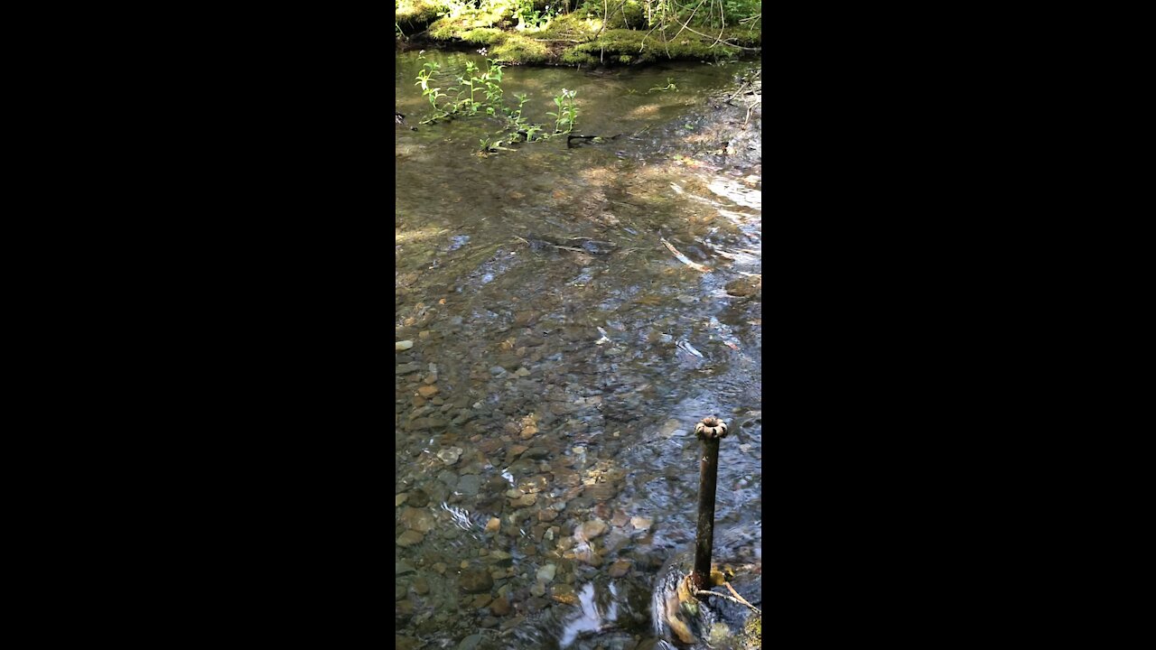 Salmon in Clear Alaskan River