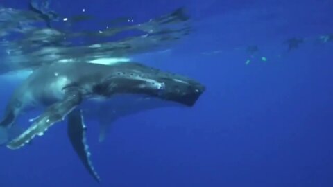 Sounds of Humpback whales and calf-9