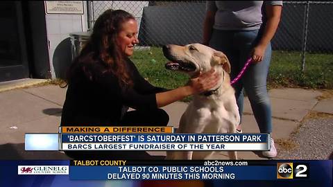 BARCStoberfest: Food, 5K, fun & furry friends