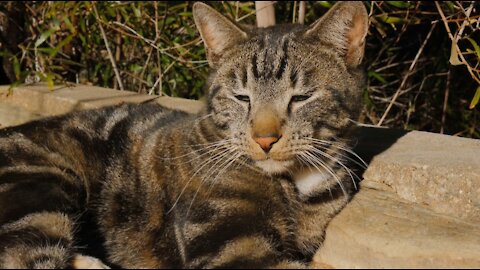 Will the cat decide to sleep or get up to play?😮You will be amazed