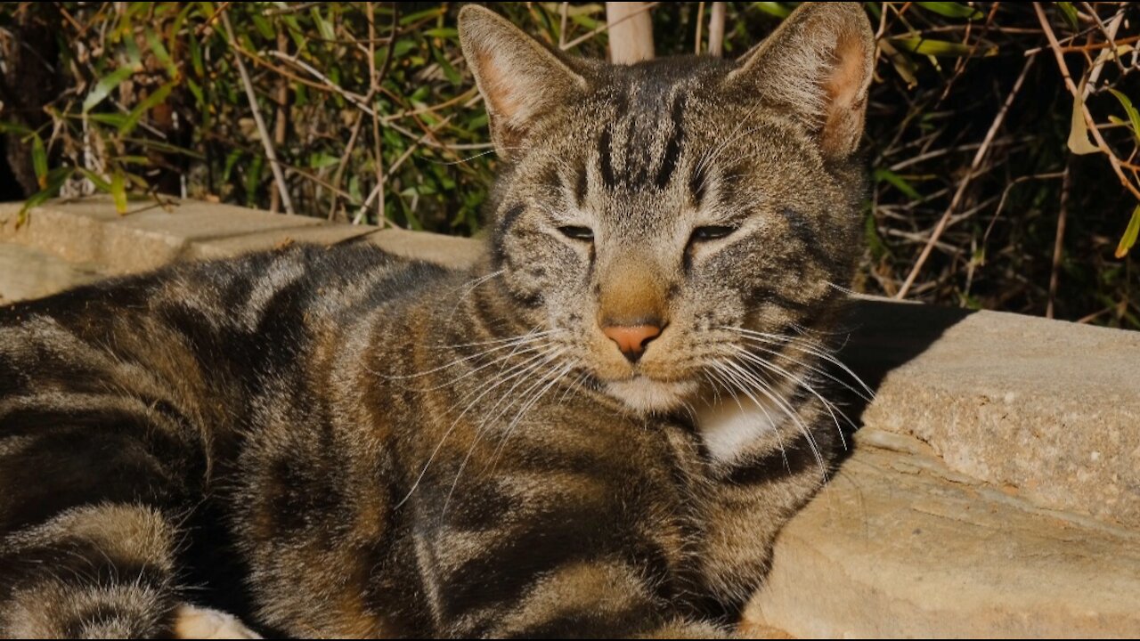 Will the cat decide to sleep or get up to play?😮You will be amazed