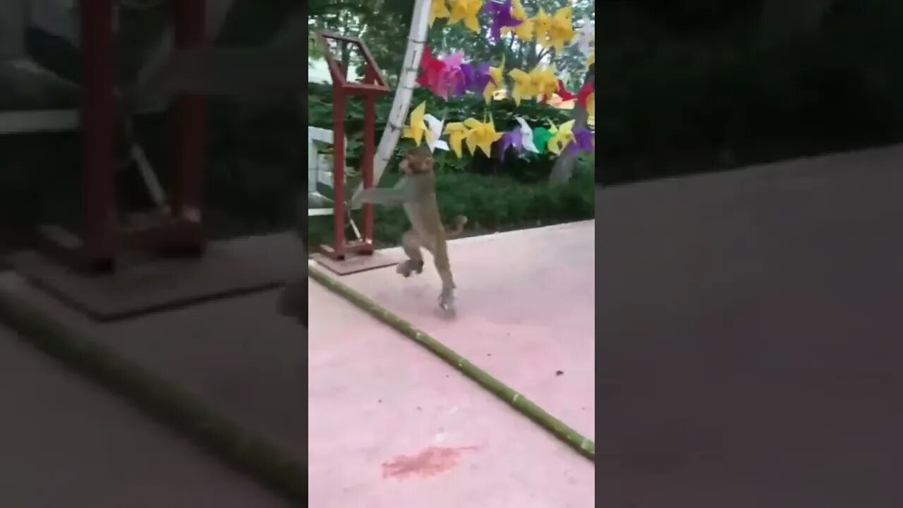O macaquinho que sabe andar de patins