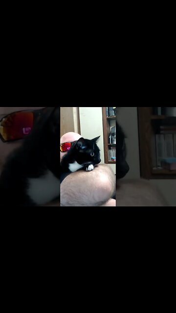 Kitty overlord #shortsvideo #shortsfeed #youtubeshorts #cat #catvideos