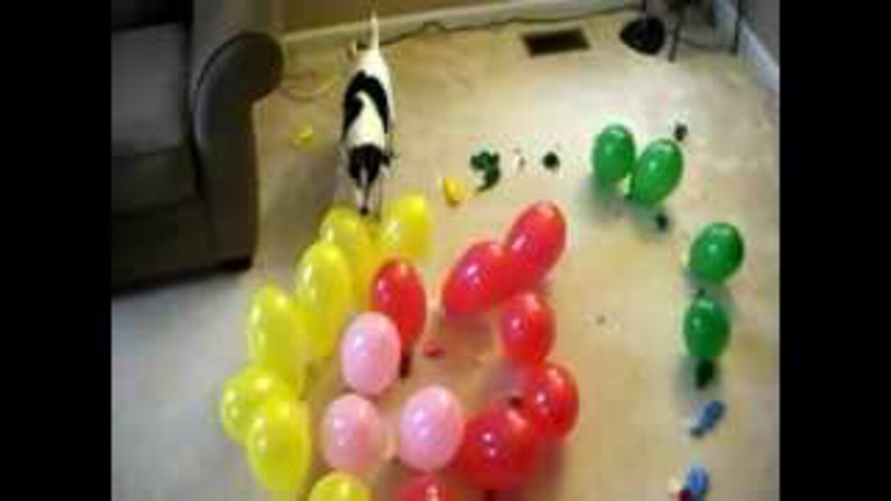 DOG vs. BALLOONS V, SPIRAL OF DEATH