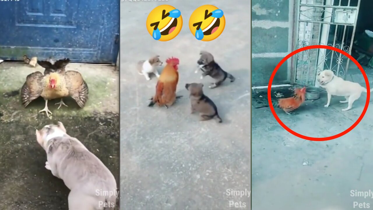 Chicken VS Dog Fight 🤣 Funny Dog Fight Videos | SimplyPets