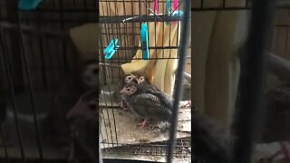 Guinea fowl keets Day 3 a large cage - 5 weeks old