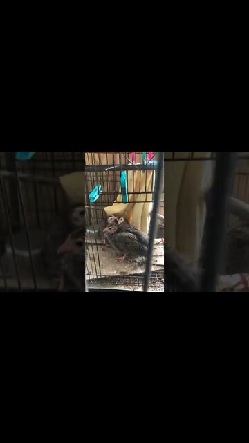 Guinea fowl keets Day 3 a large cage - 5 weeks old