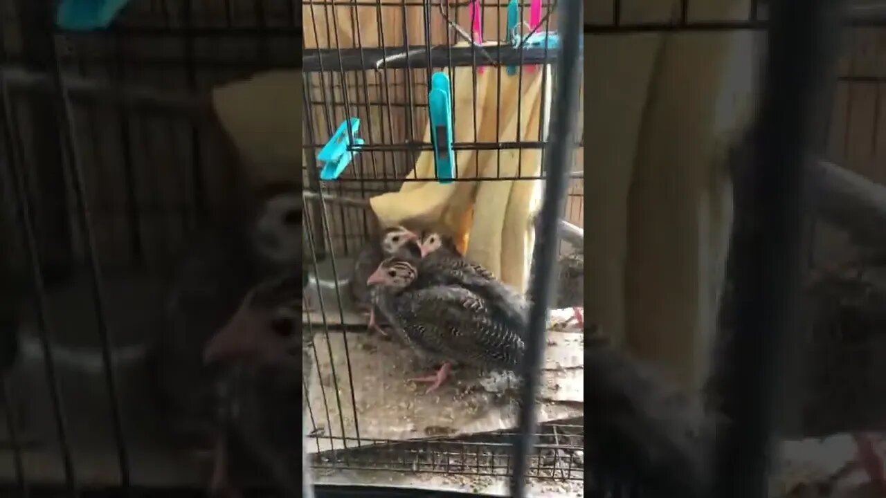 Guinea fowl keets Day 3 a large cage - 5 weeks old
