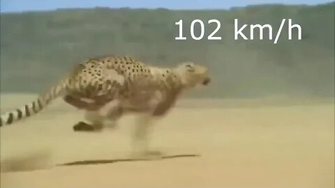 Cheetah Running at Full Speed