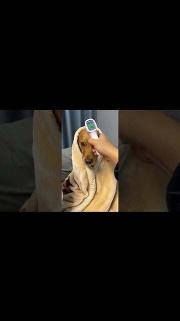 It's over, you've become a male dog! #shorts #pets