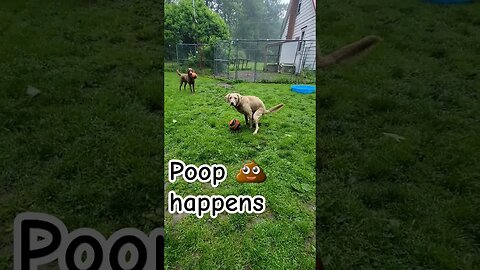 Momma filmed me poopin'... #poop #poophappens #lifewithdogs