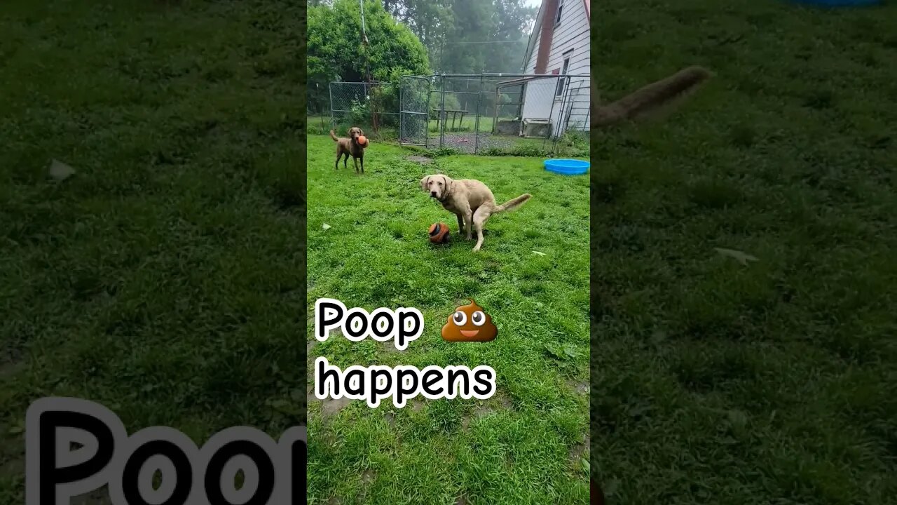 Momma filmed me poopin'... #poop #poophappens #lifewithdogs